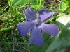Periwinkle; Myrtle (Vinca Minor)