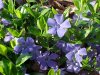 Periwinkle; Myrtle (Vinca Minor)