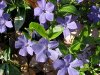 Periwinkle; Myrtle (Vinca Minor)