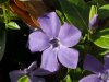 Periwinkle; Myrtle (Vinca Minor)