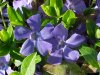Periwinkle; Myrtle (Vinca Minor)