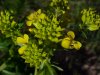 Common Wintercress (Barbarea vulgaris)