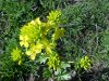 Common Wintercress (Barbarea vulgaris)
