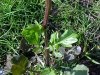Common Wintercress (Barbarea vulgaris)