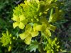 Common Wintercress (Barbarea vulgaris)