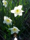 Wild Daffodil (Narcissus pseudonarcissus)