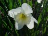 Wild Daffodil (Narcissus pseudonarcissus)