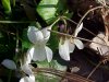 Common White Violet or Sweet White Violet (Viola blanda)