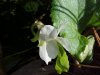 Common White Violet or Sweet White Violet (Viola blanda)