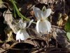 Common White Violet or Sweet White Violet (Viola blanda)