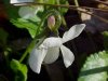 Common White Violet or Sweet White Violet (Viola blanda)