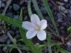 Spring Beauty (Claytonia virginica)