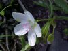 Spring Beauty (Claytonia virginica)