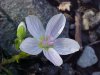 Spring Beauty (Claytonia virginica)