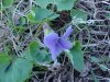 Common Blue Violet (Viola sororia)