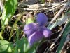 Blurred Common Blue Violet (Viola sororia)