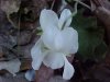 White Violet or Sweet White Violet (Viola blanda)