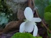 White Violet or Sweet White Violet (Viola blanda)
