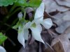 White Violet or Sweet White Violet (Viola blanda)