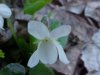White Violet or Sweet White Violet (Viola blanda)