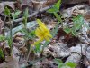 Trout Lily; Dogtooth Violet (Erythronium americanum)