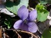 Common Blue Violet (Viola sororia)