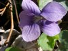 Common Blue Violet (Viola sororia)