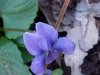 Common Blue Violet (Viola sororia)