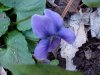Common Blue Violet (Viola sororia)