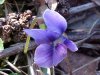 Common Blue Violet (Viola sororia)
