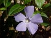 Periwinkle; Myrtle (Vinca Minor)