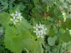Garlic Mustard (Alliaria petiolata)