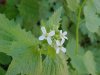 Garlic Mustard (Alliaria petiolata)