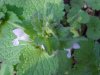 Ground Ivy; Gill-over-the-ground;  Creeping Charlie (Glechoma  hederacea)