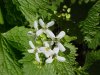 Garlic Mustard (Alliaria petiolata)