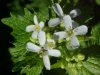 Garlic Mustard (Alliaria petiolata)