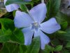 Periwinkle; Myrtle (Vinca Minor)