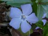 Periwinkle; Myrtle (Vinca Minor)