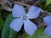 Periwinkle; Myrtle (Vinca Minor)