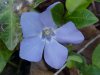 Periwinkle; Myrtle (Vinca Minor)
