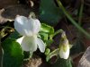 White Violet or Sweet White Violet (Viola blanda)