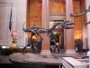 Allosaurus in the Theodore Roosevelt Memorial Hall