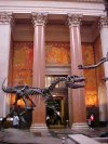 Allosaurus in the Theodore Roosevelt Memorial Hall