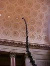 Mother Barosaurus in the Theodore Roosevelt Memorial Hall
