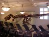 Dinosaur in the Hall of Saurischian Dinosaurs