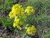 Common Wintercress (Barbarea vulgaris)