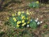 Wild Daffodil (Narcissus pseudonarcissus)