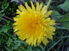 Common Dandelion (Taraxacum officinale)