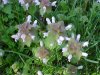 Ground Ivy; Gill-over-the-ground;  Creeping Charlie (Glechoma  hederacea)