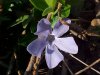 Periwinkle; Myrtle (Vinca Minor)